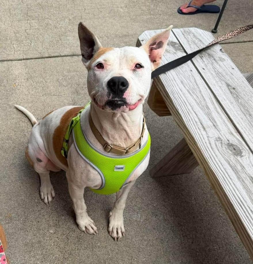 Enlarge Maisie, a Adoptable mixed breed in Plain City, OH image 3/5