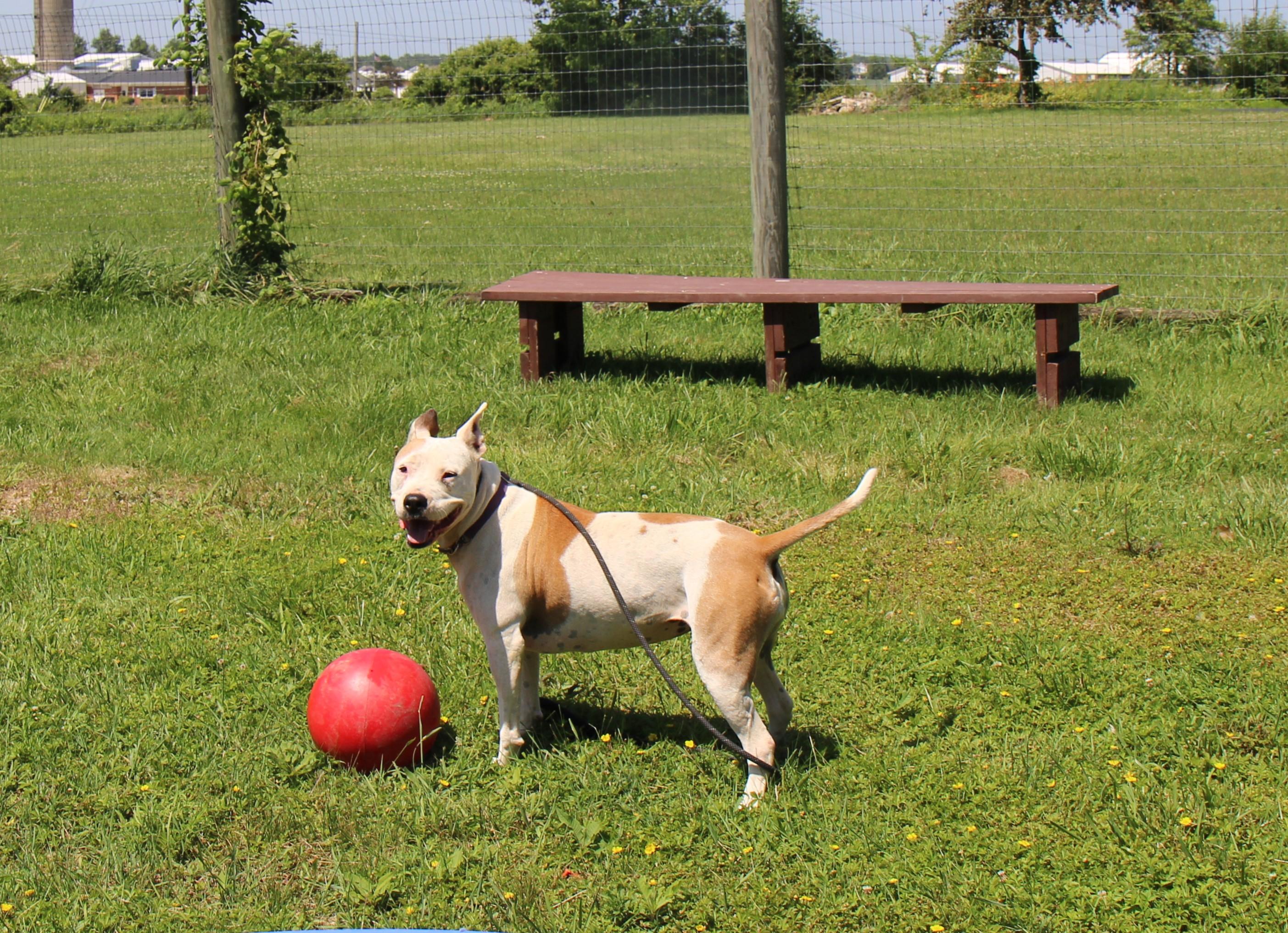 Enlarge Maisie, a Adoptable mixed breed in Plain City, OH image 4/5