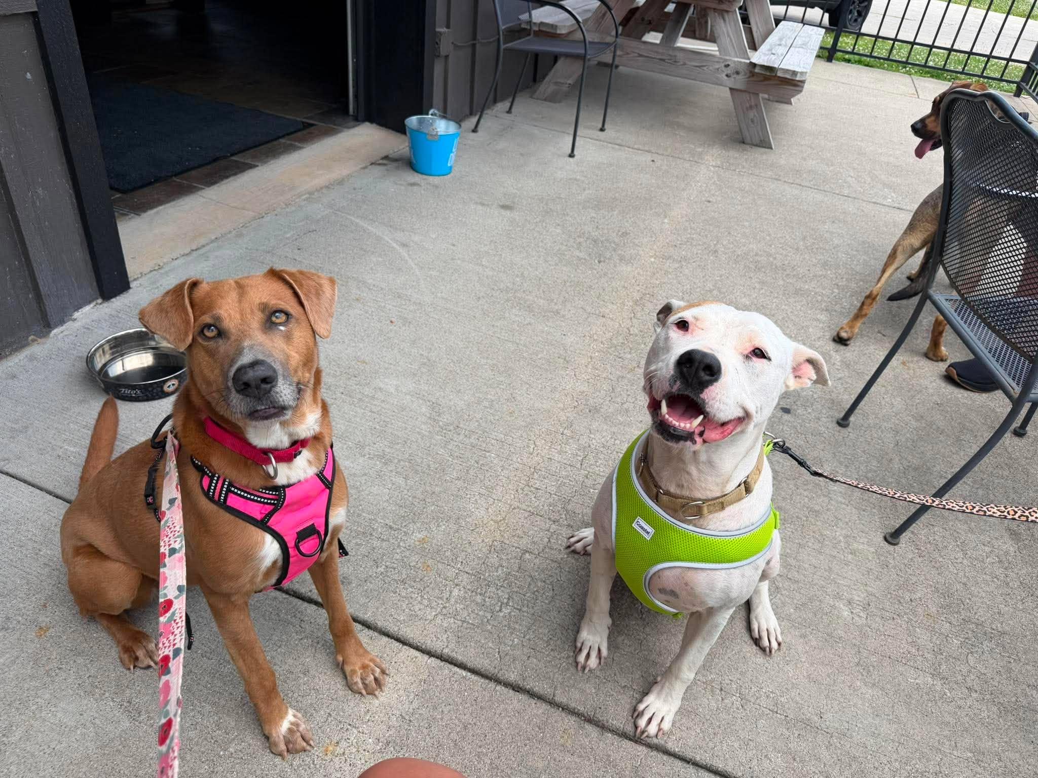 Enlarge Maisie, a Adoptable mixed breed in Plain City, OH image 5/5