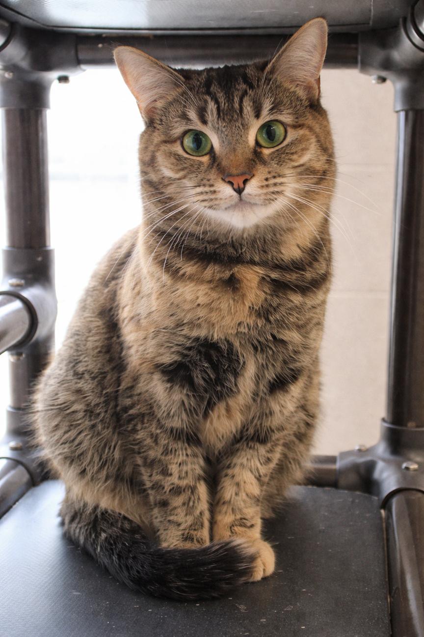 Santana, Adoptable, Adult Female Domestic Short Hair.