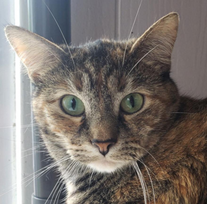 Santana, Adoptable, Adult Female Domestic Short Hair.