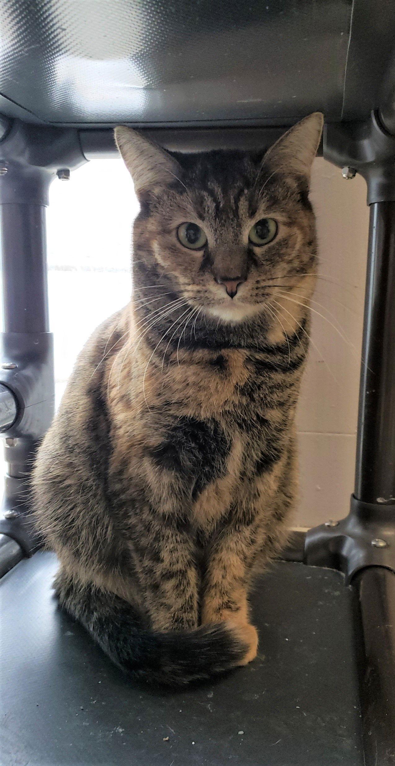 Santana, a Adoptable Domestic Short Hair in Cuyahoga Falls, OH image 1/6