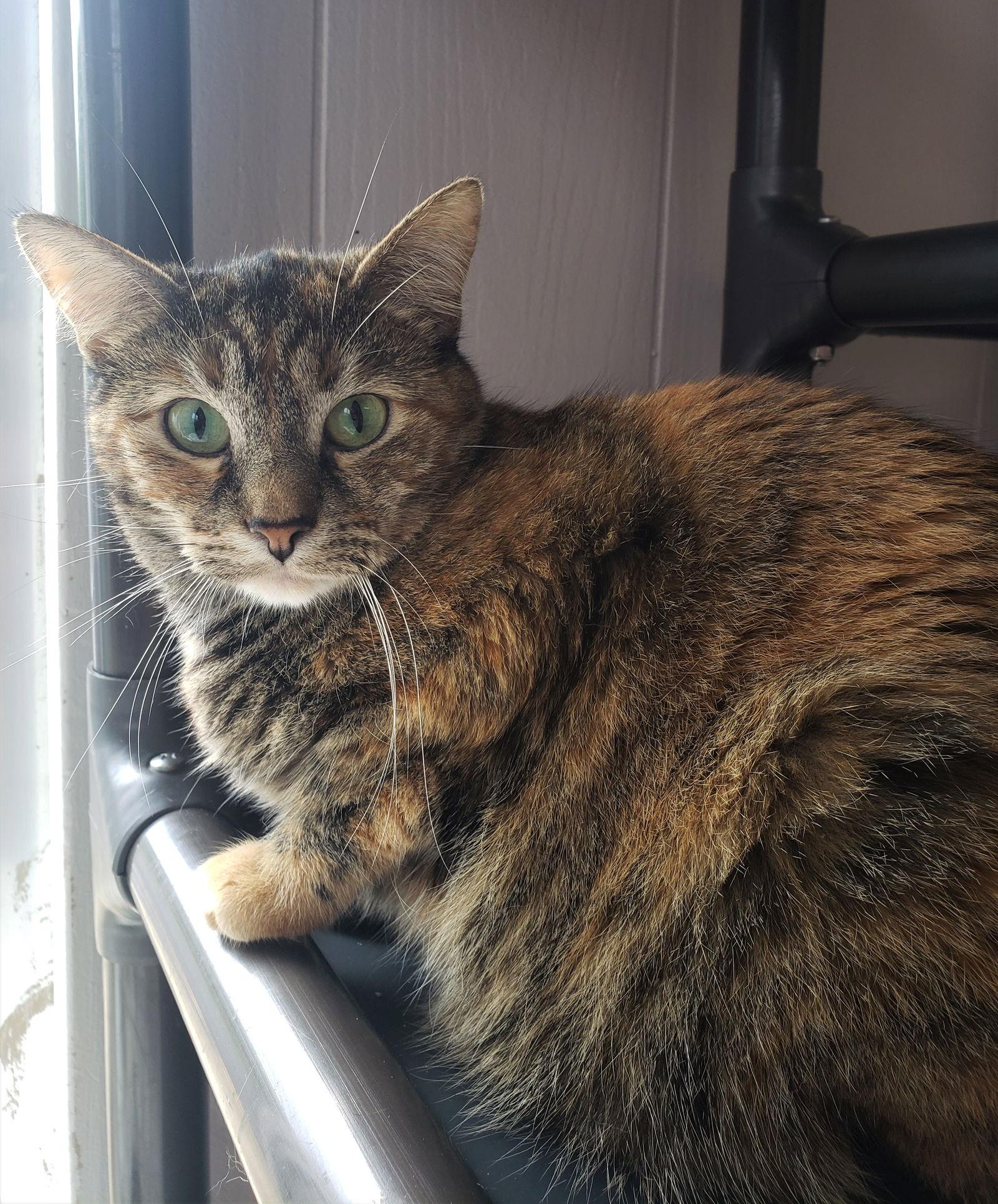 Santana, a Adoptable Domestic Short Hair in Cuyahoga Falls, OH image 2/6