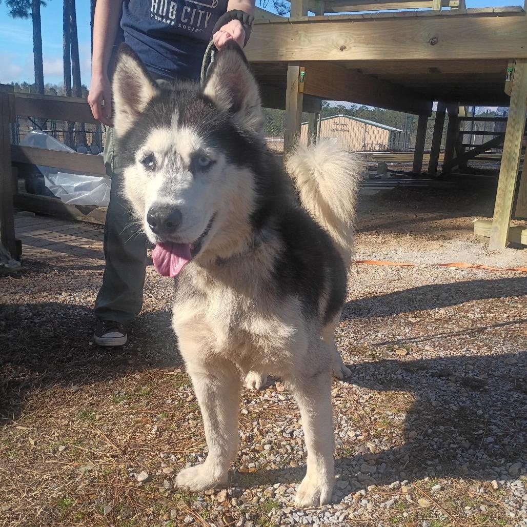 Enlarge Lucas, a Adoptable Husky in Hattiesburg, MS image 1/1