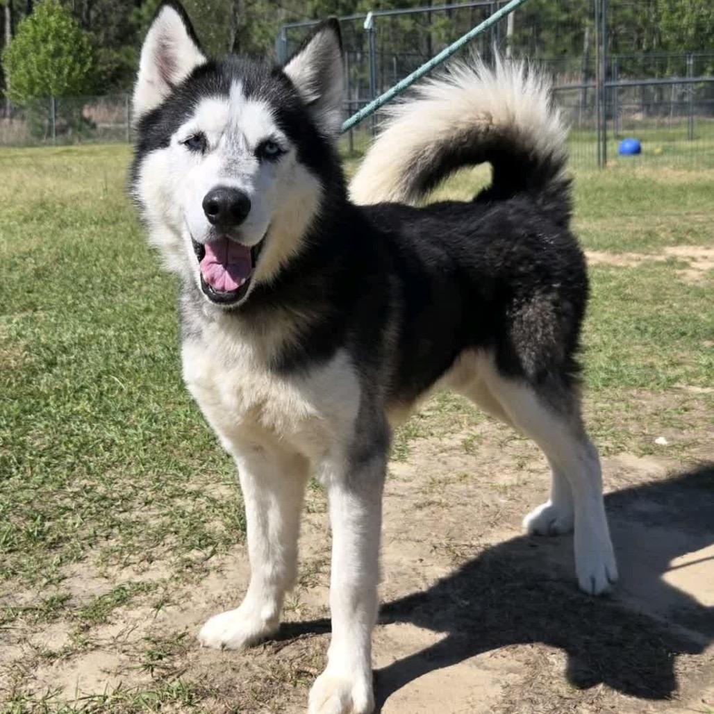 Enlarge Lucas, a Adoptable Husky in Hattiesburg, MS image 2/2