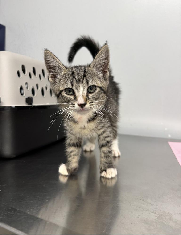 Calypso, Adoptable, Kitten Female Domestic Short Hair.