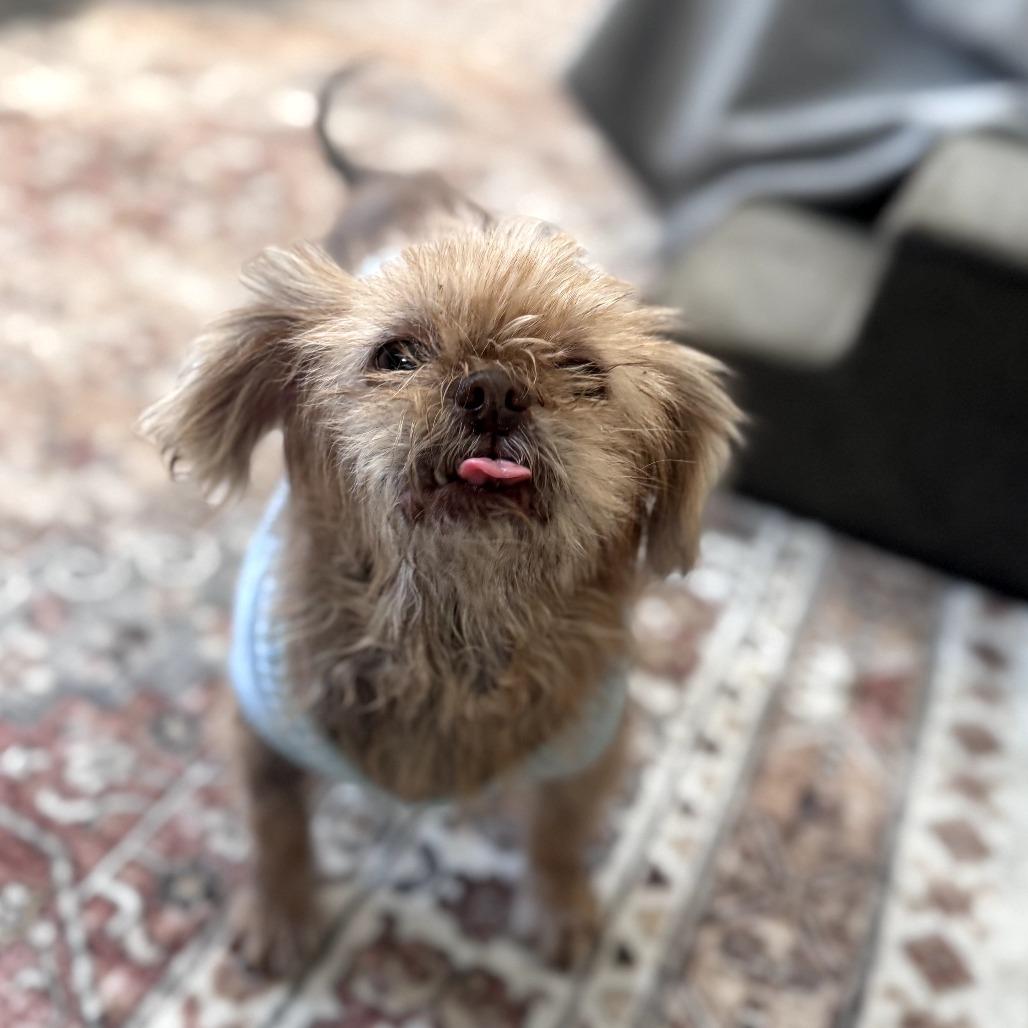 Enlarge Jayna, a Adoptable mixed breed in Durham, NC image 1/6