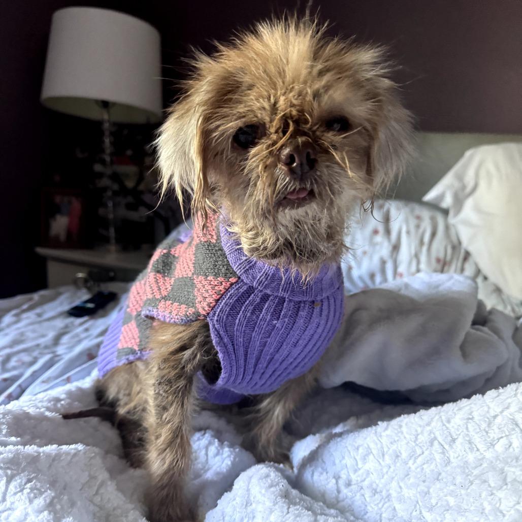 Enlarge Jayna, a Adoptable mixed breed in Durham, NC image 2/6