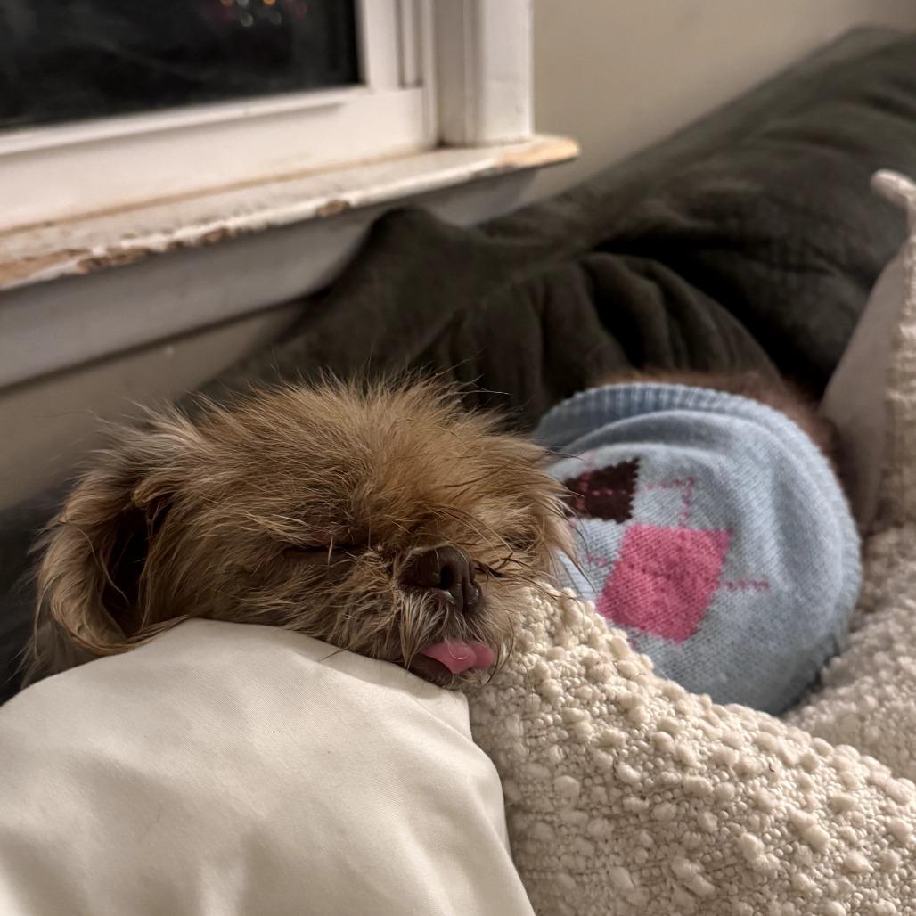 Enlarge Jayna, a Adoptable mixed breed in Durham, NC image 2/6