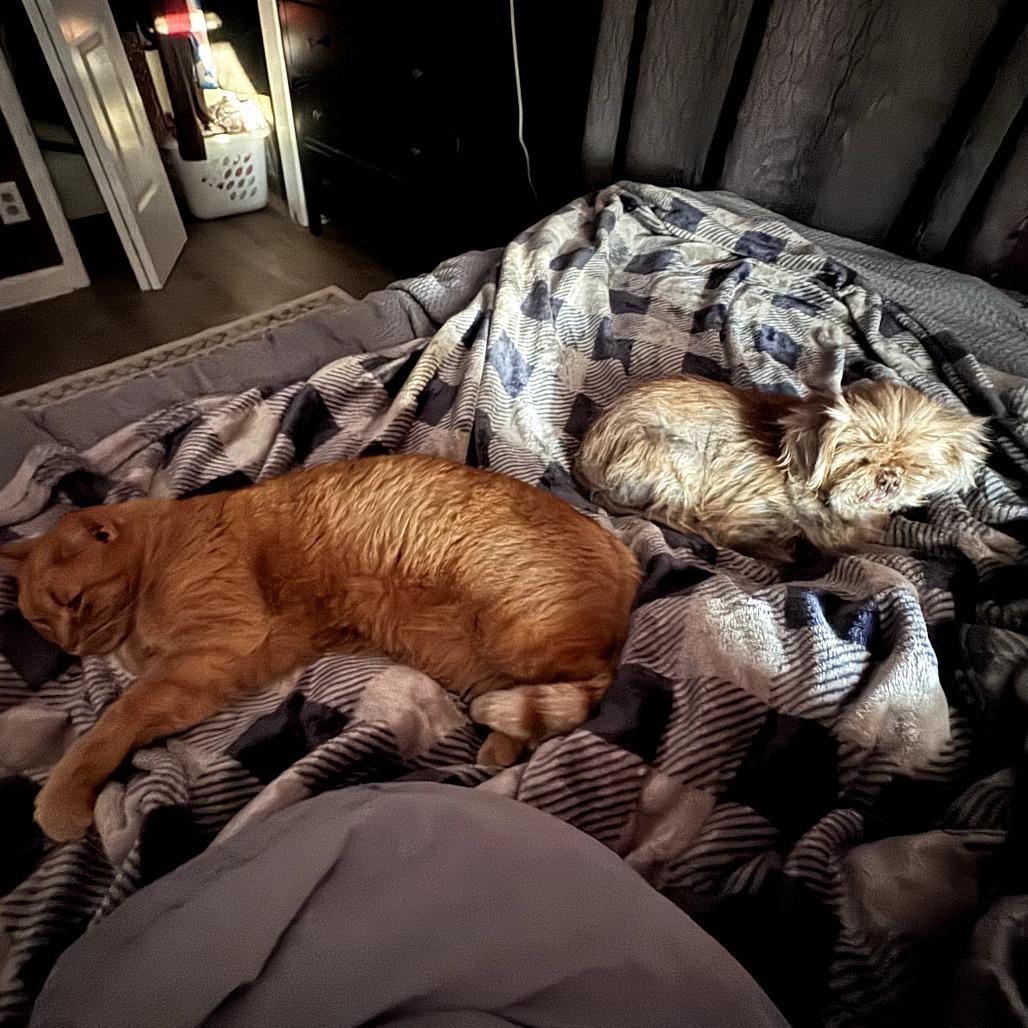 Enlarge Jayna, a Adoptable mixed breed in Durham, NC image 3/6