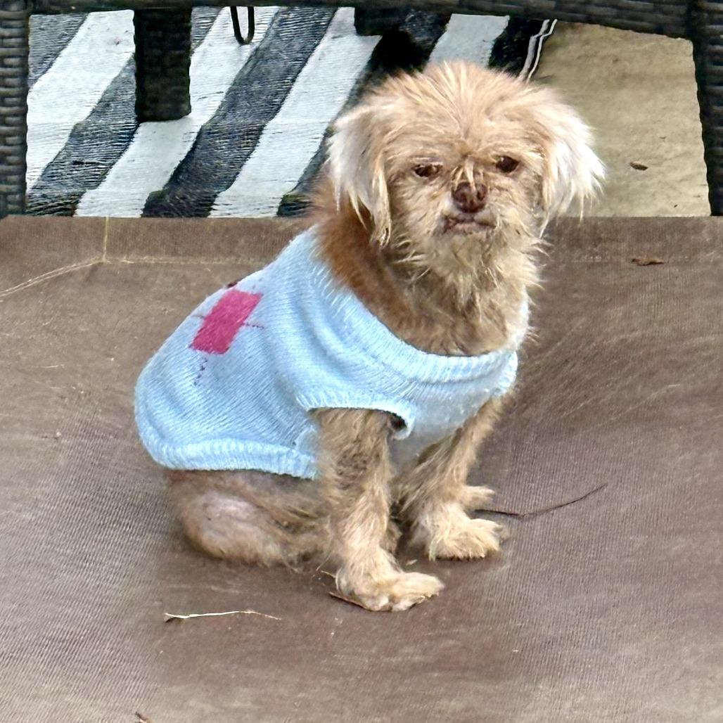 Enlarge Jayna, a Adoptable mixed breed in Durham, NC image 3/6