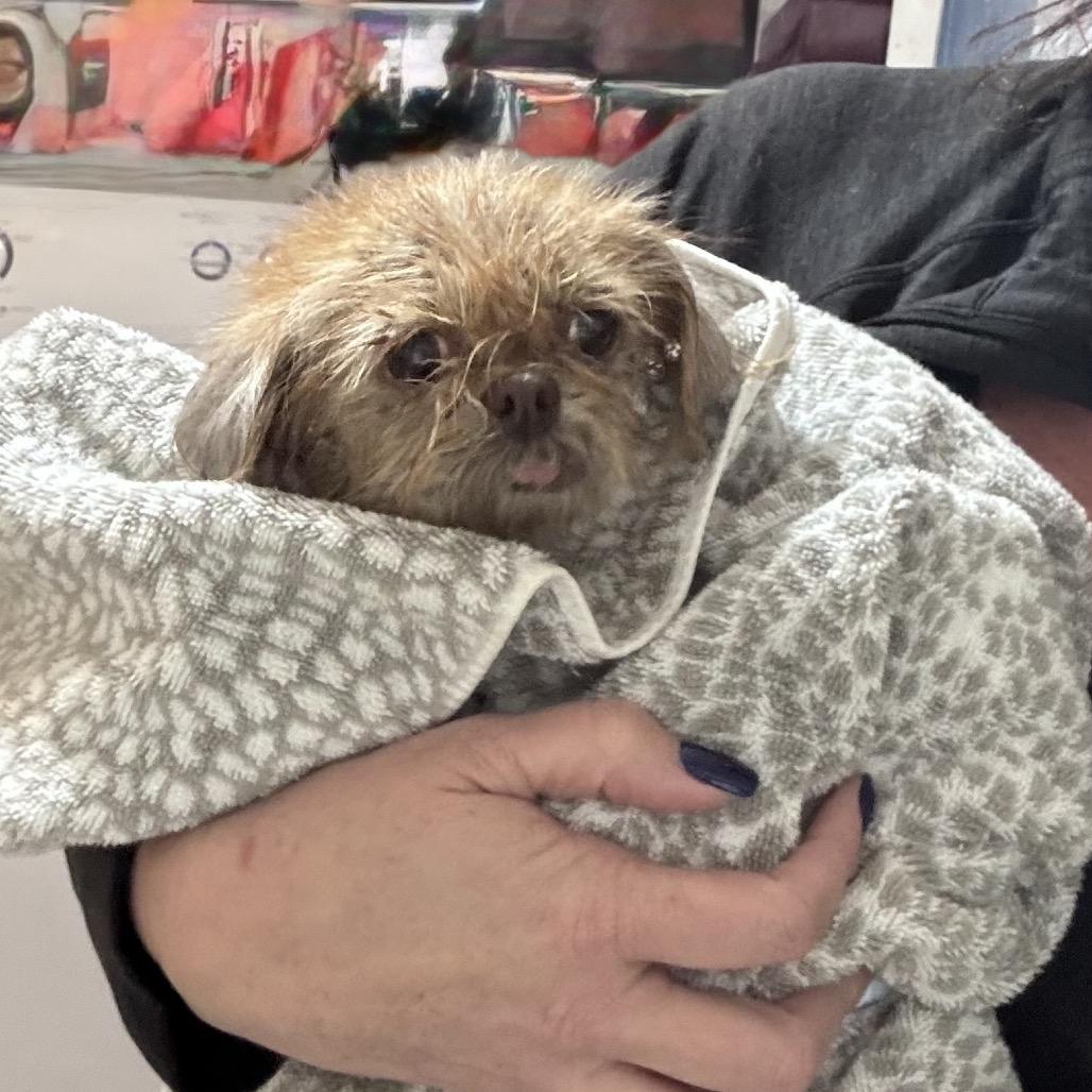 Enlarge Jayna, a Adoptable mixed breed in Durham, NC image 4/6