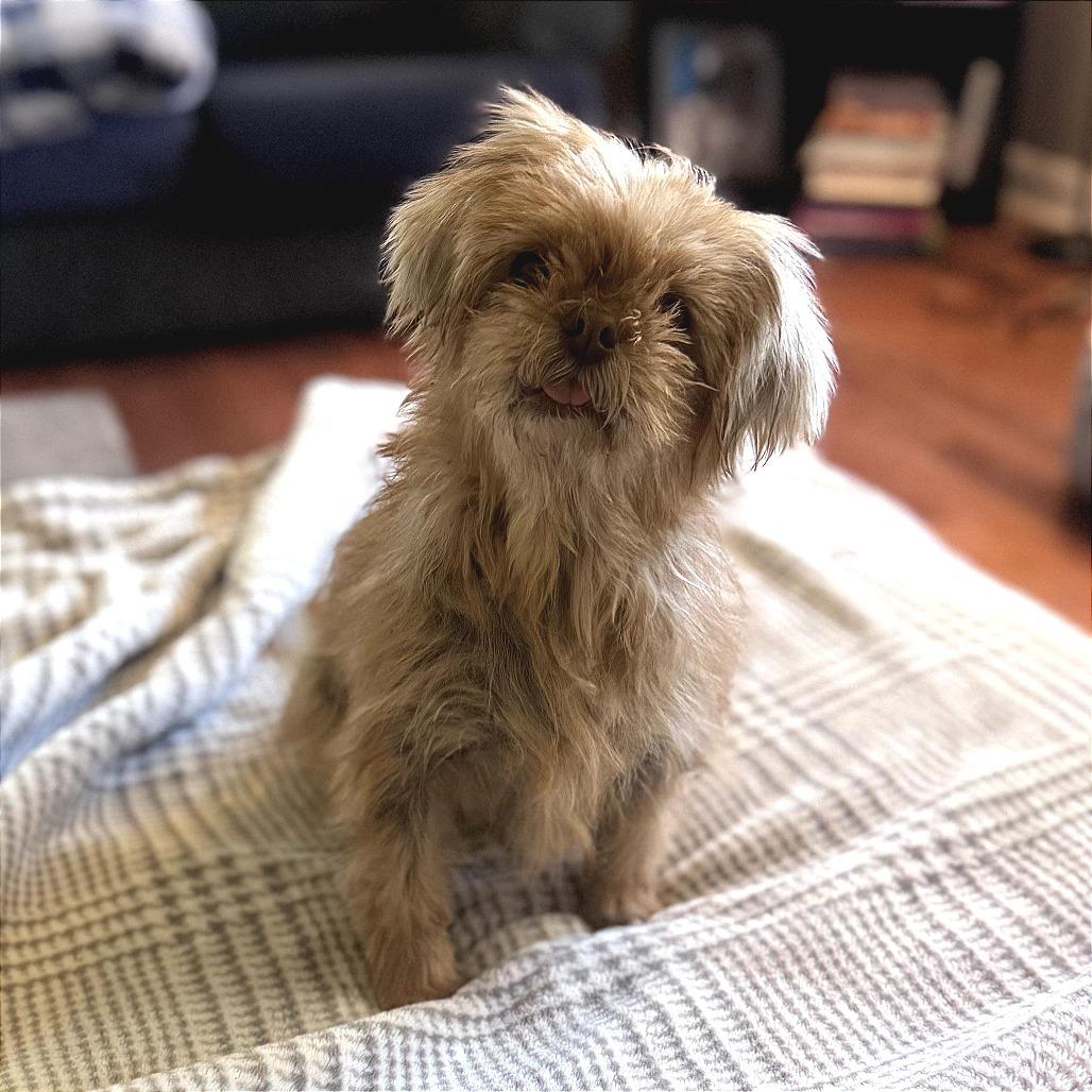 Enlarge Jayna, a Adoptable mixed breed in Durham, NC image 5/6