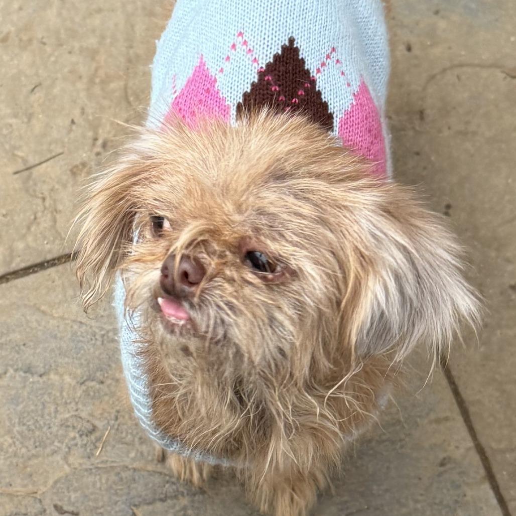 Enlarge Jayna, a Adoptable mixed breed in Durham, NC image 5/6