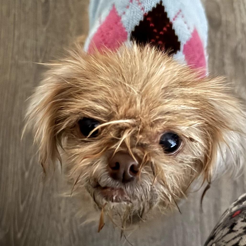 Enlarge Jayna, a Adoptable mixed breed in Durham, NC image 6/6