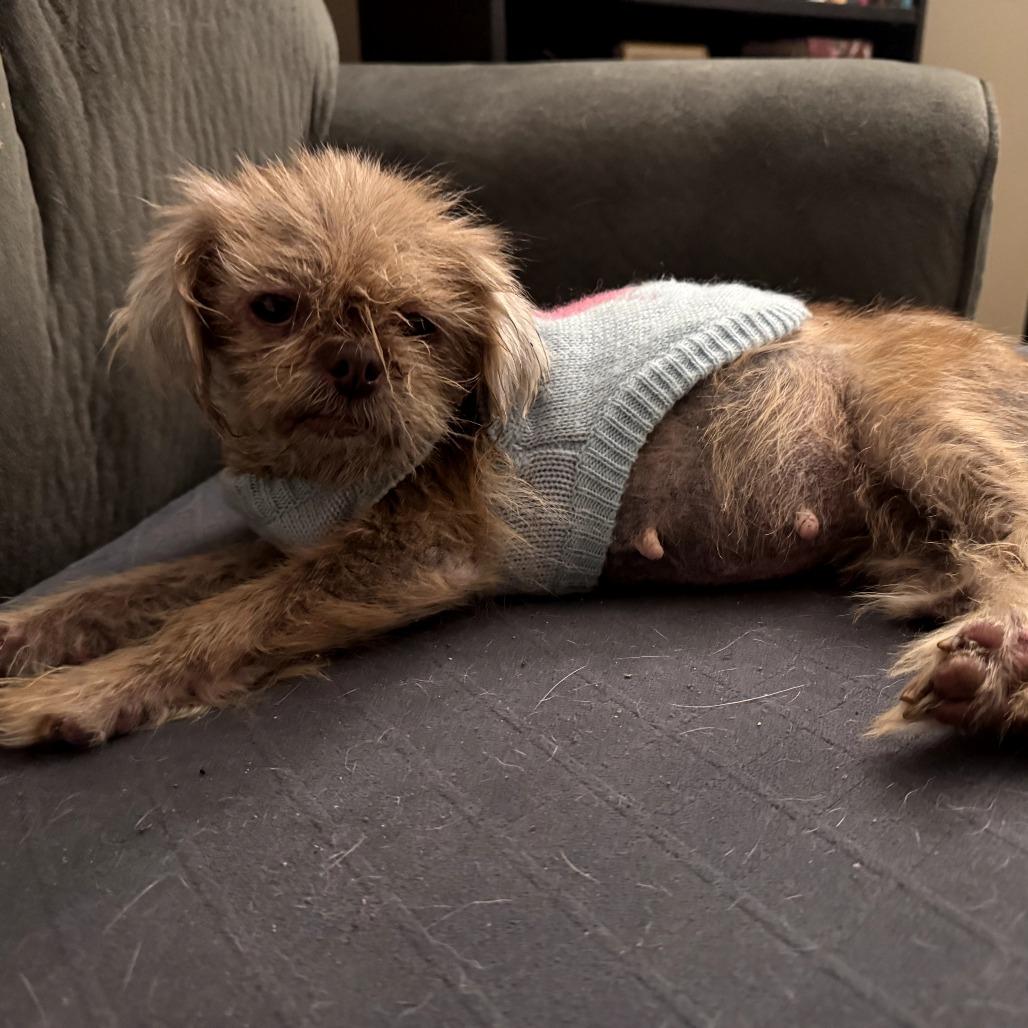 Enlarge Jayna, a Adoptable mixed breed in Durham, NC image 6/6