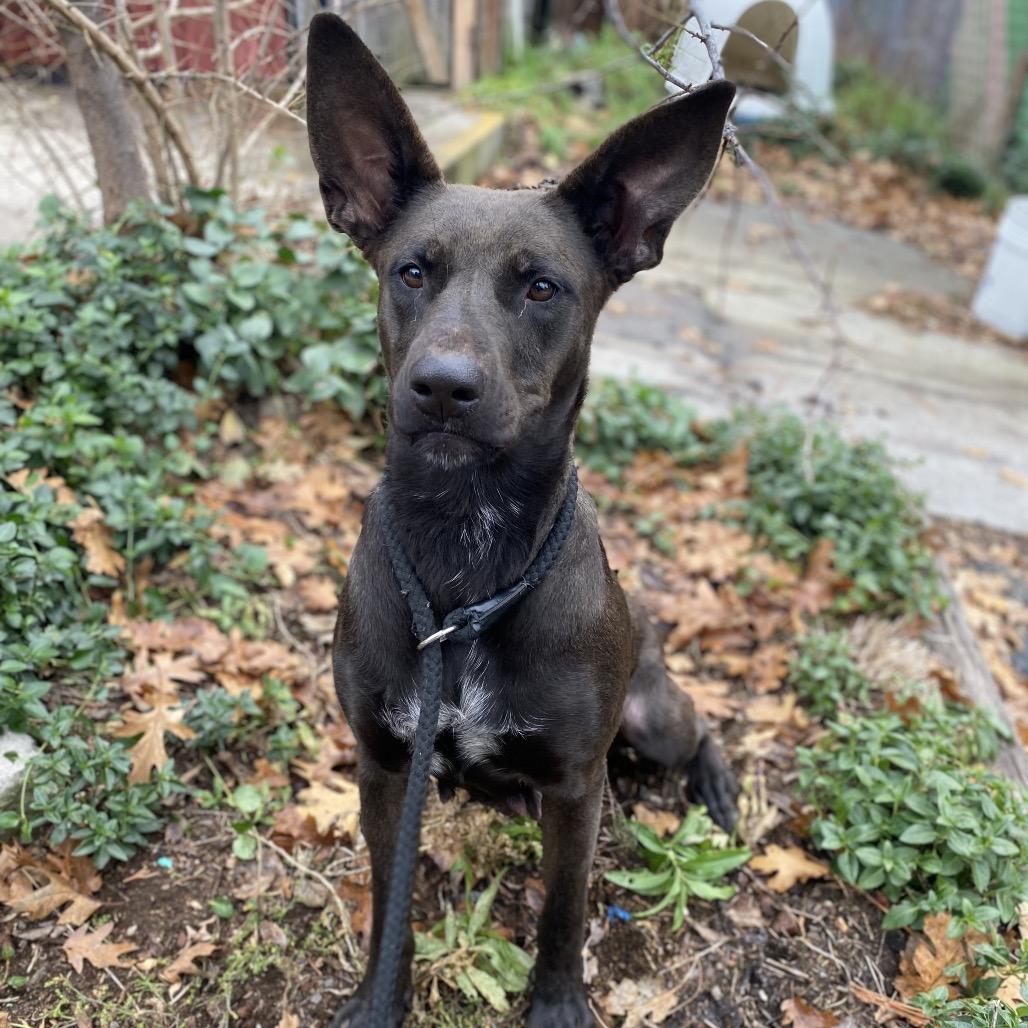 Getona, Adoptable, Adult Female Mixed Breed.