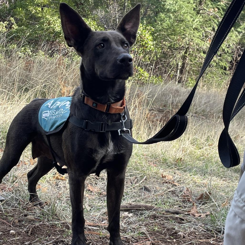 Enlarge Getona, a Adoptable Mixed Breed in Mount Shasta, CA image 2/5