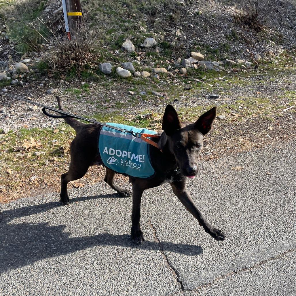 Enlarge Getona, a Adoptable Mixed Breed in Mount Shasta, CA image 3/5