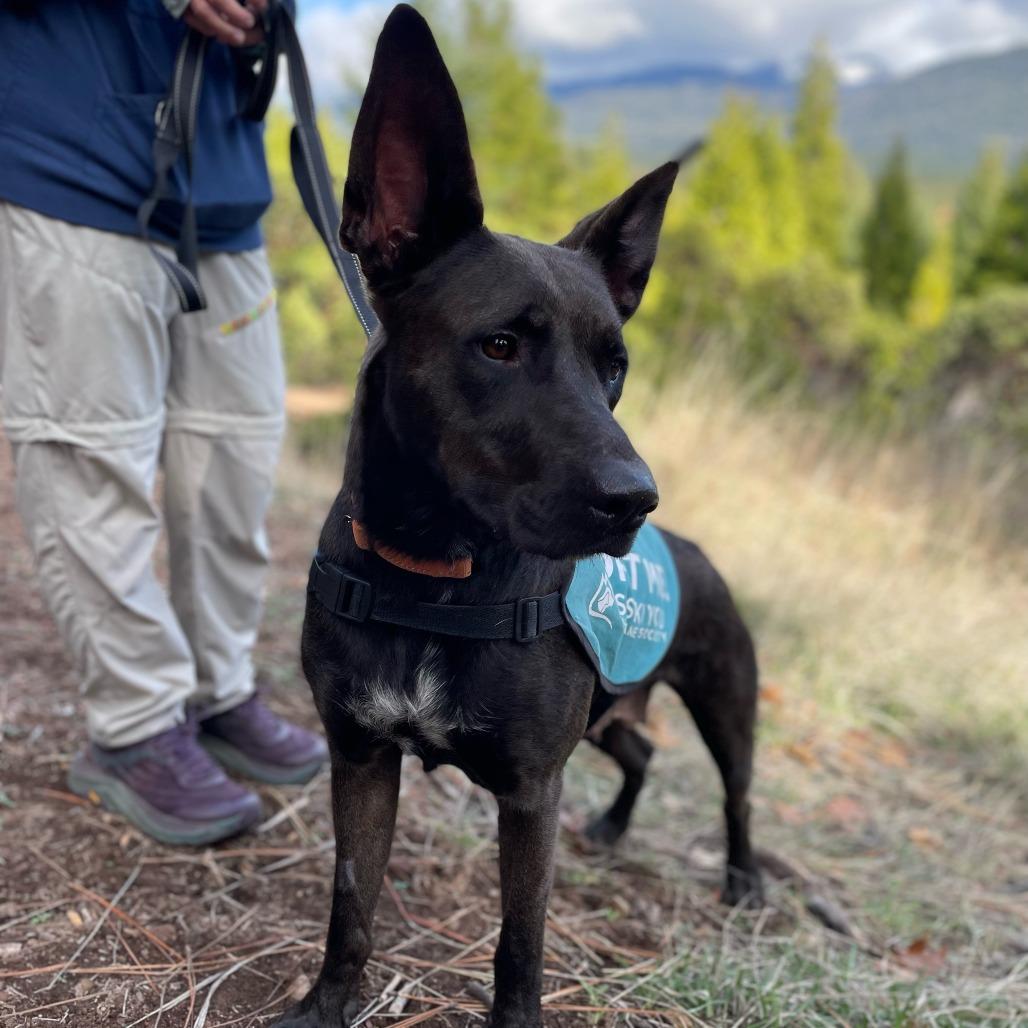 Enlarge Getona, a Adoptable Mixed Breed in Mount Shasta, CA image 4/5