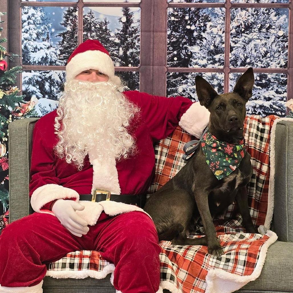 Enlarge Getona, a Adoptable Mixed Breed in Mount Shasta, CA image 5/5