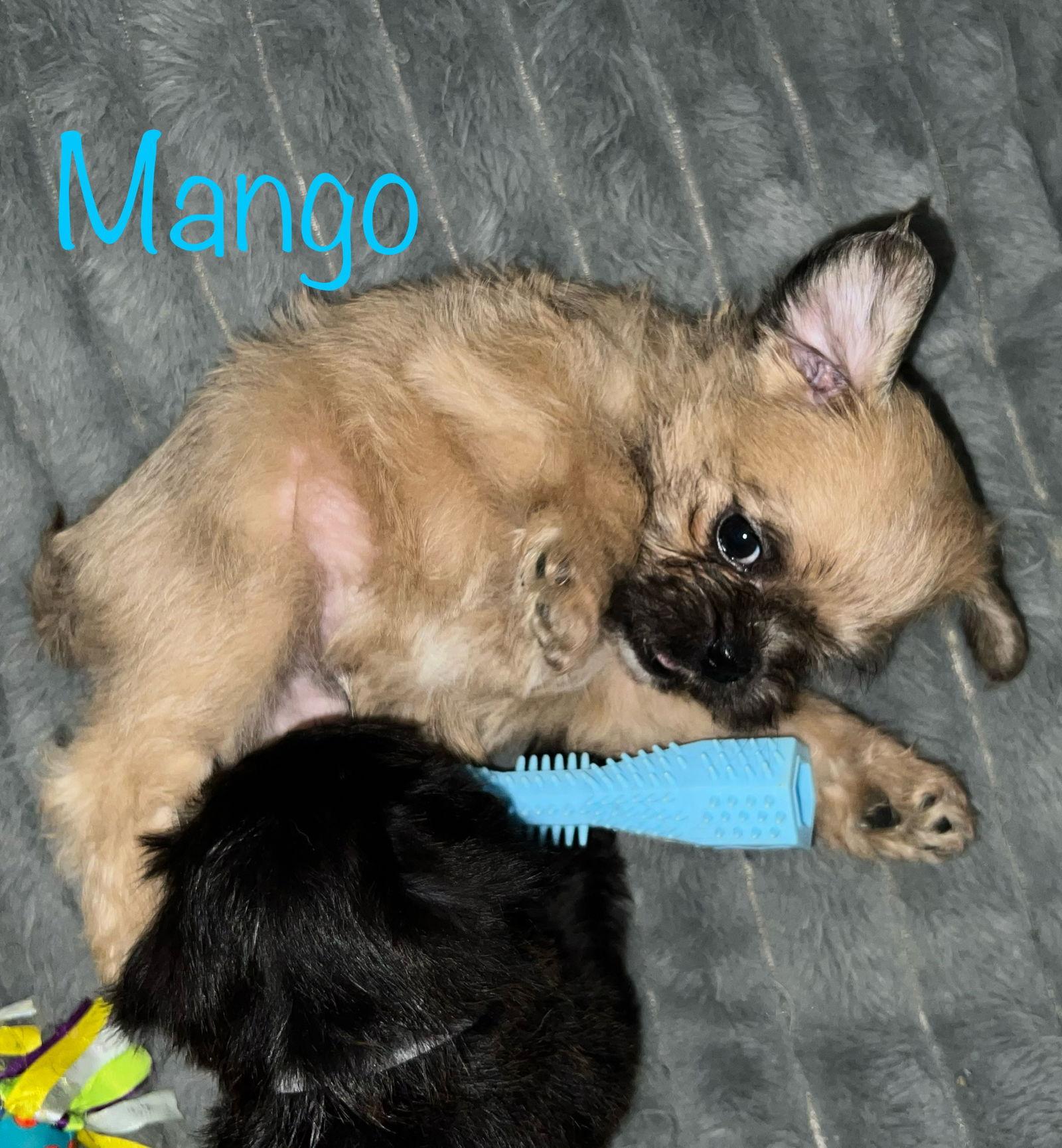 Kiwi Pup Mango, a Adopted mixed breed in San Bernardino, CA image 1/3