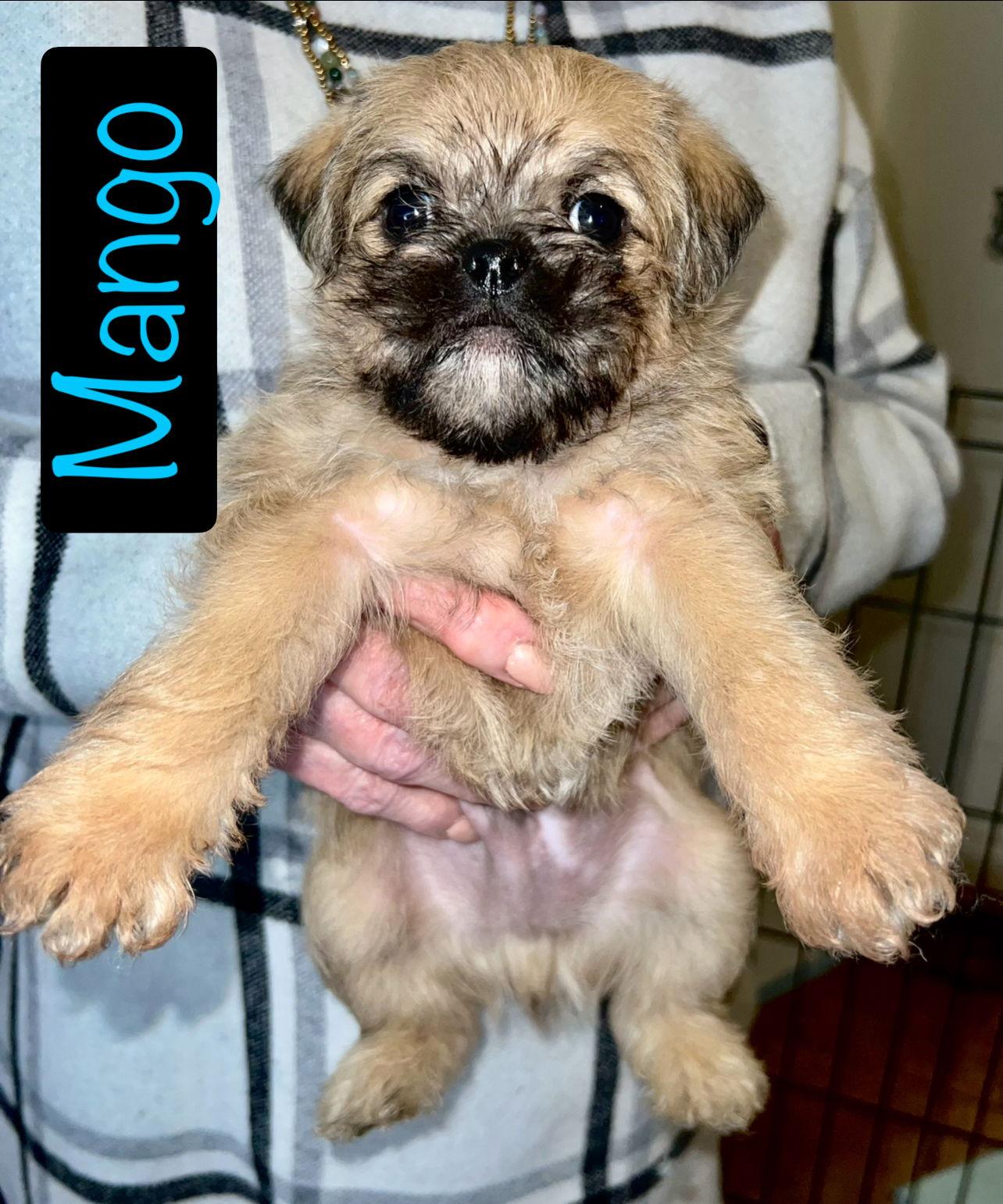 Kiwi Pup Mango, a Adopted mixed breed in San Bernardino, CA image 2/3