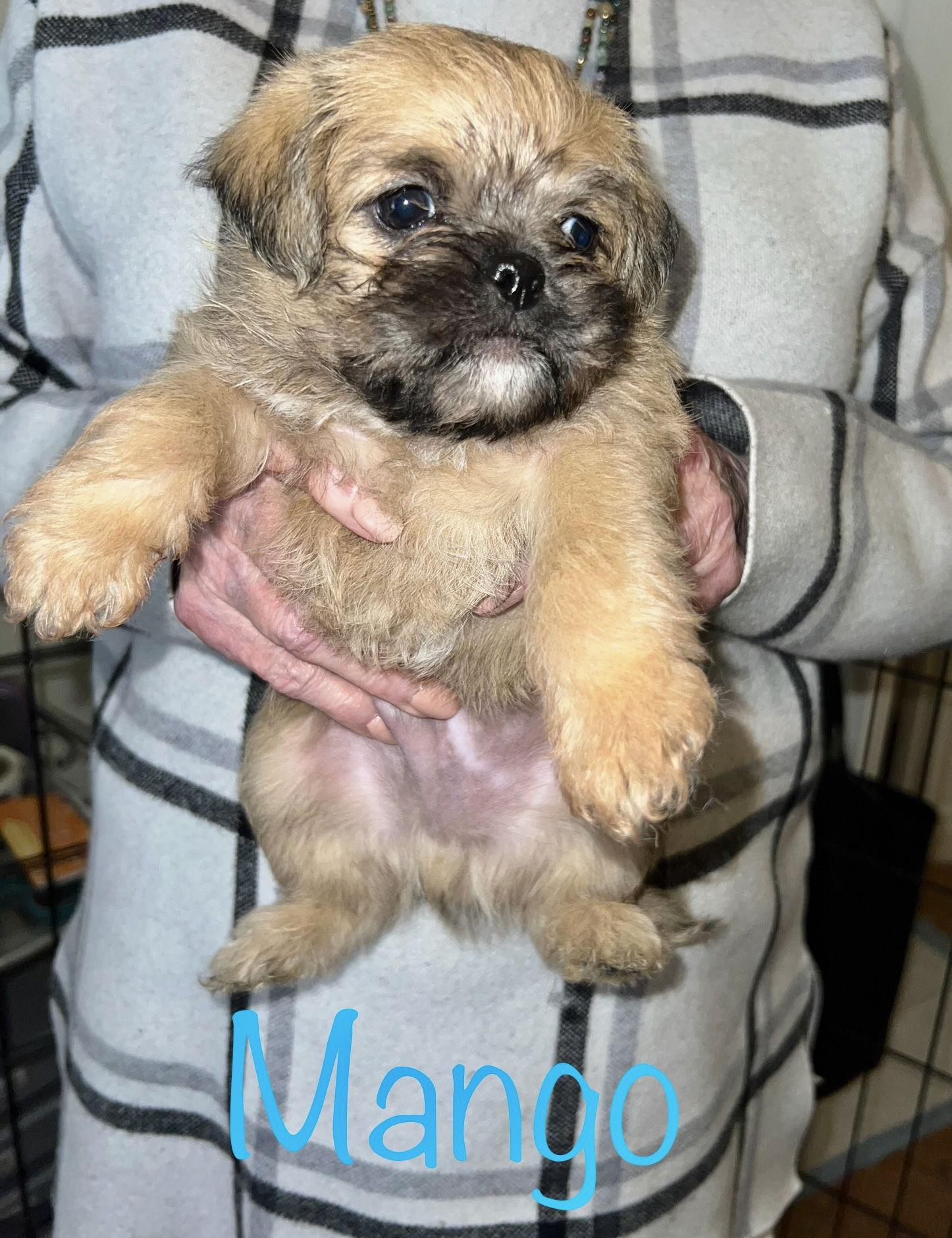 Kiwi Pup Mango, a Adopted mixed breed in San Bernardino, CA image 3/3