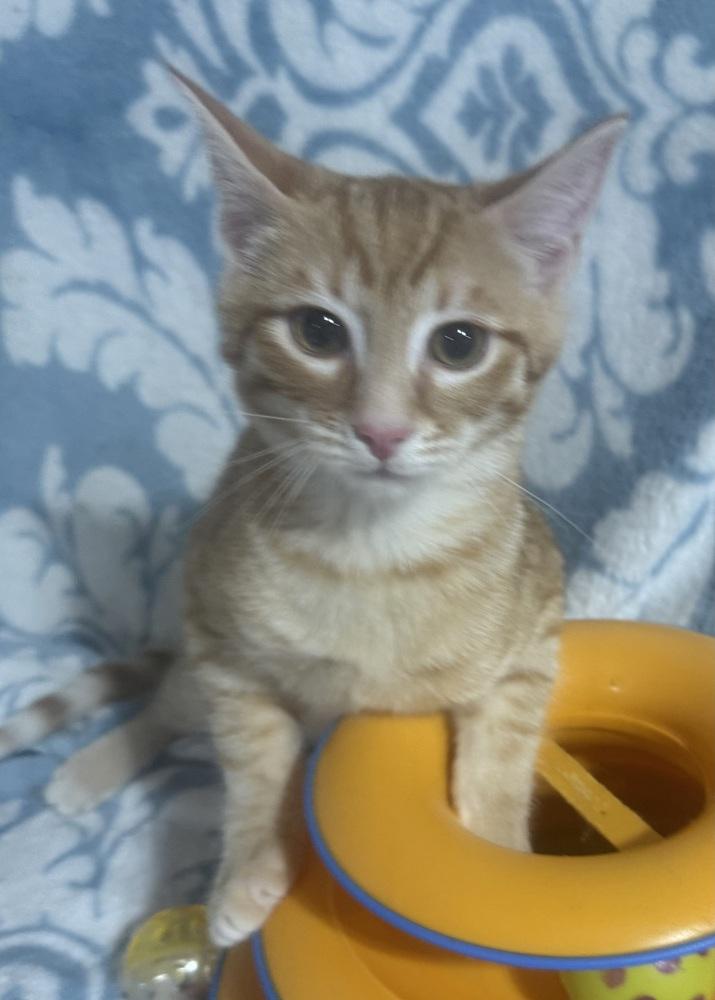 Hugs, Adoptable, Kitten Male Domestic Short Hair.