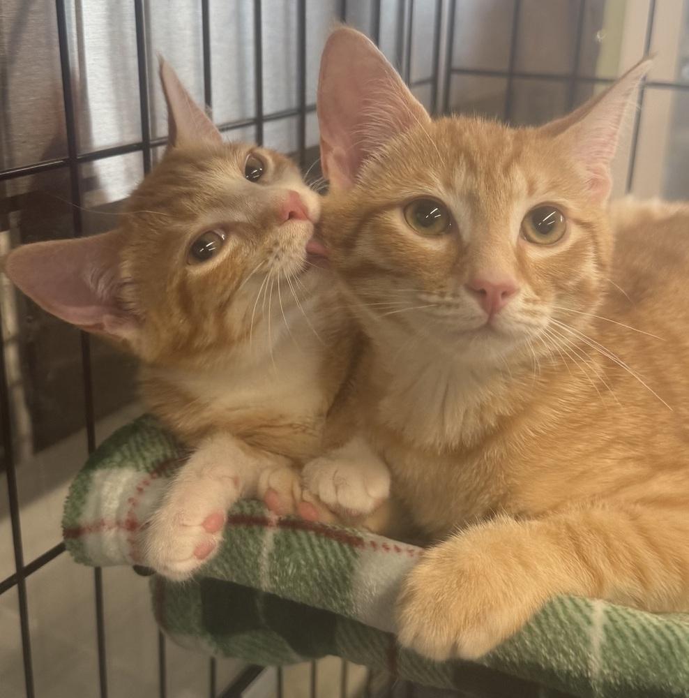 Enlarge Hugs, a Adoptable mixed breed in Jackson, GA image 2/6