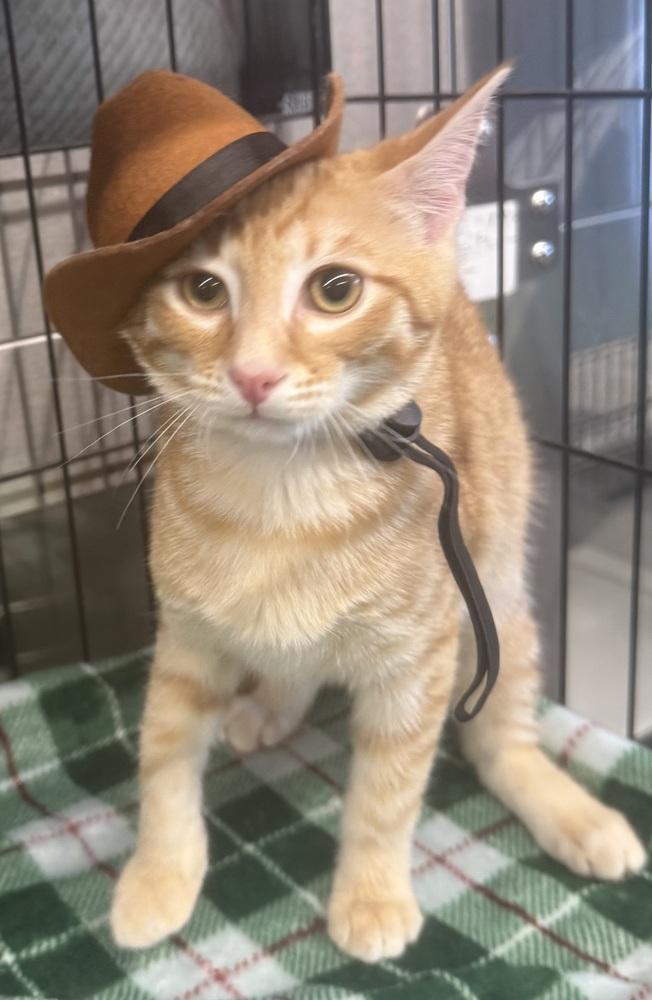 Enlarge Hugs, a Adoptable mixed breed in Jackson, GA image 3/6