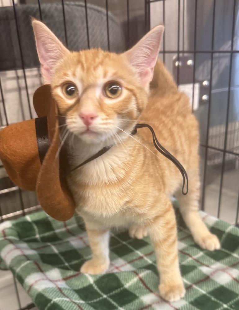 Enlarge Hugs, a Adoptable mixed breed in Jackson, GA image 4/6