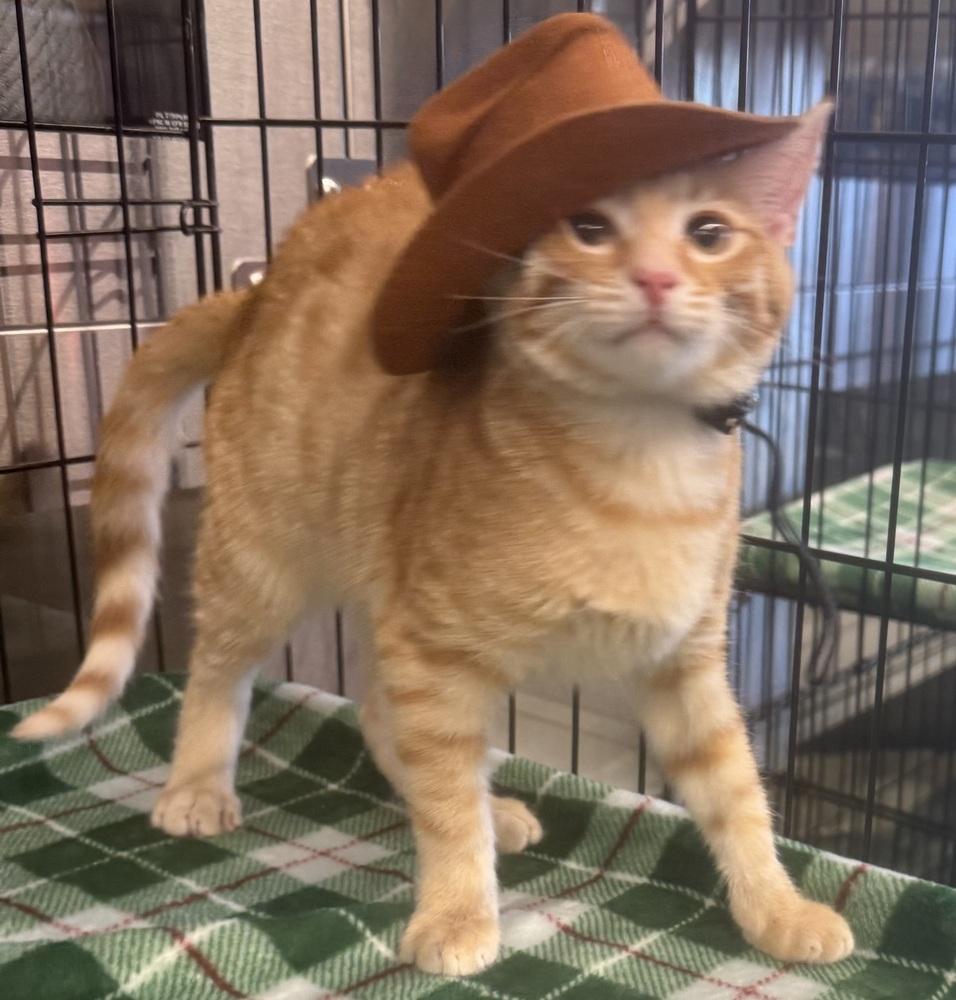 Enlarge Hugs, a Adoptable mixed breed in Jackson, GA image 5/6