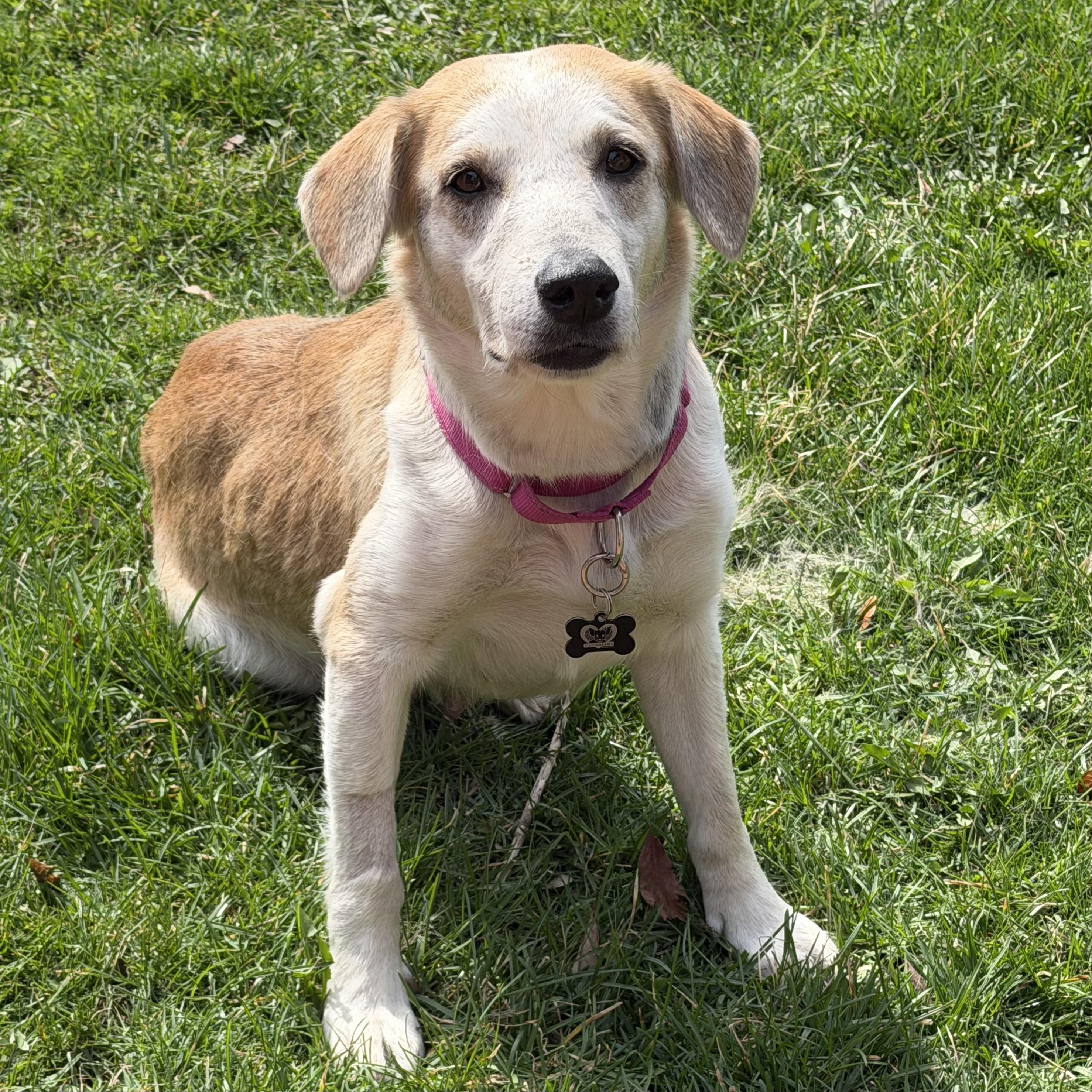 Enlarge Mable, an adoptable mixed breed in Libertyville, IL image 2/3