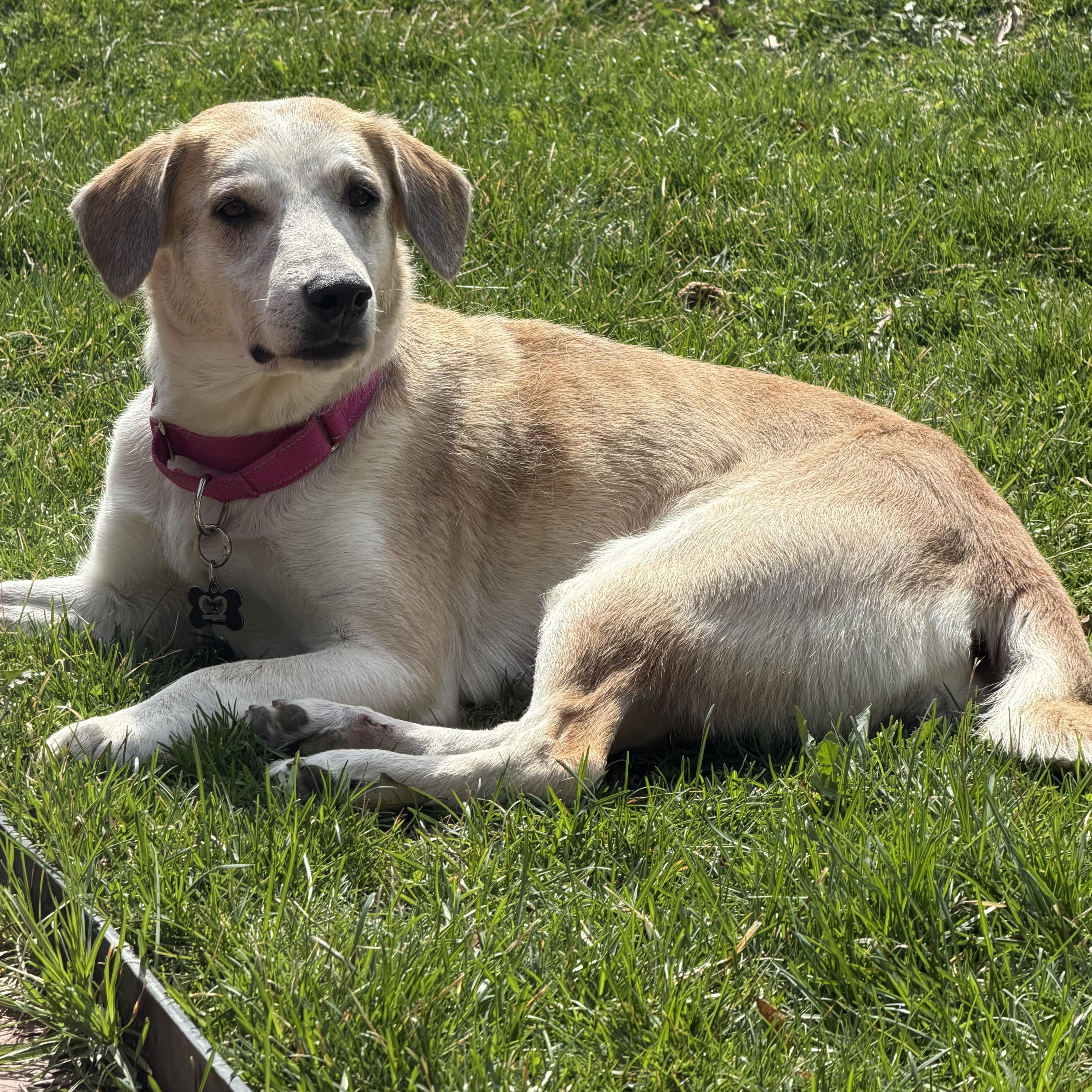 Enlarge Mable, an adoptable mixed breed in Libertyville, IL image 3/3