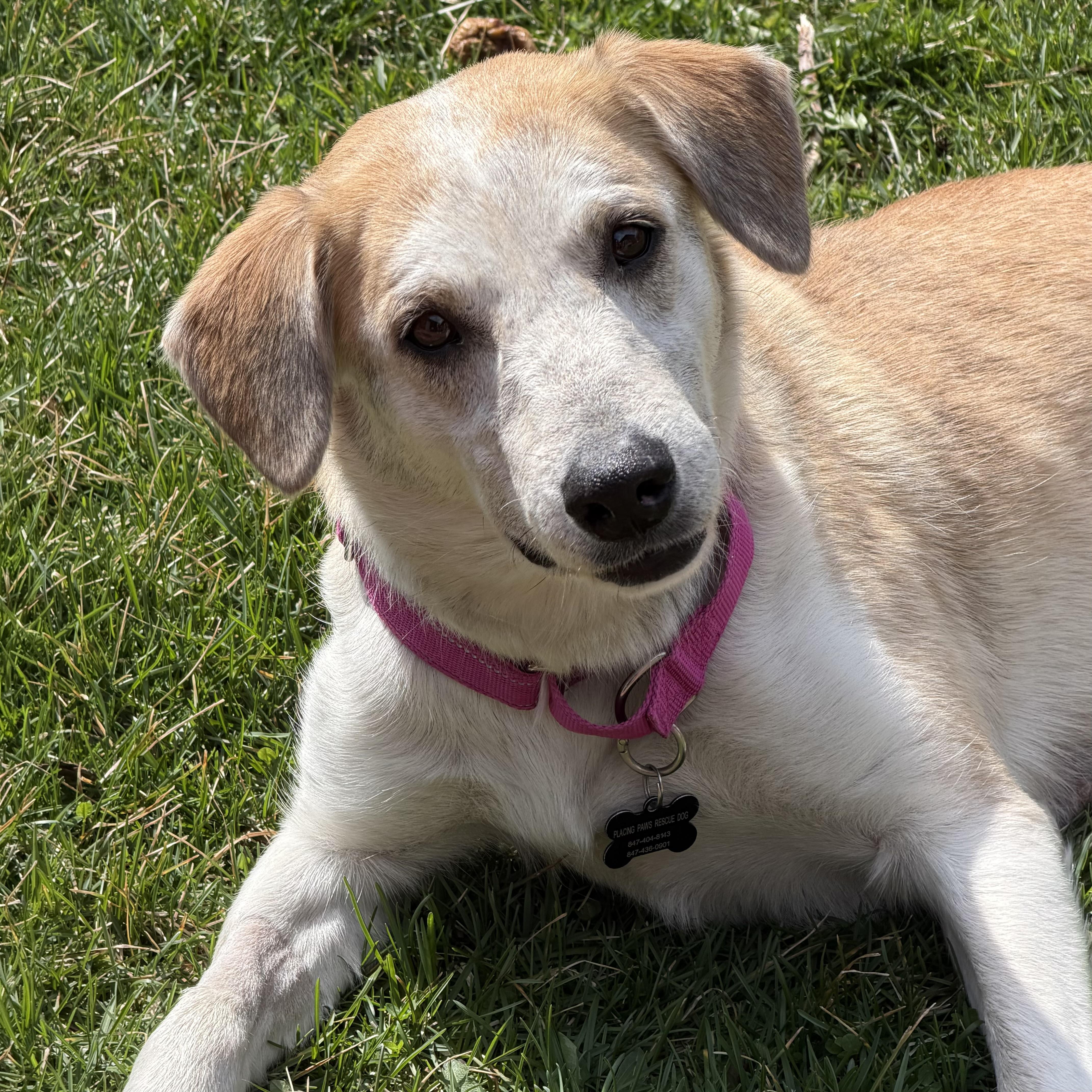 Mable, adoptable, Adult Female Labrador Retriever.