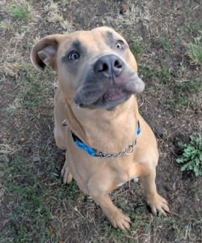 Enlarge Sideways, a Adoptable mixed breed in Vancouver, BC image 3/4