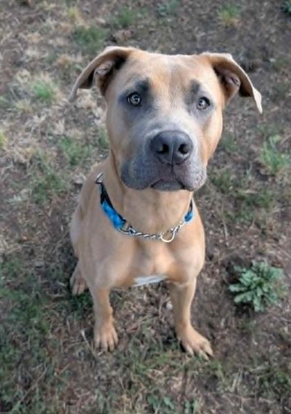 Enlarge Sideways, a Adoptable mixed breed in Vancouver, BC image 1/4