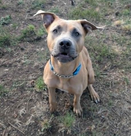 Enlarge Sideways, a Adoptable mixed breed in Vancouver, BC image 2/4