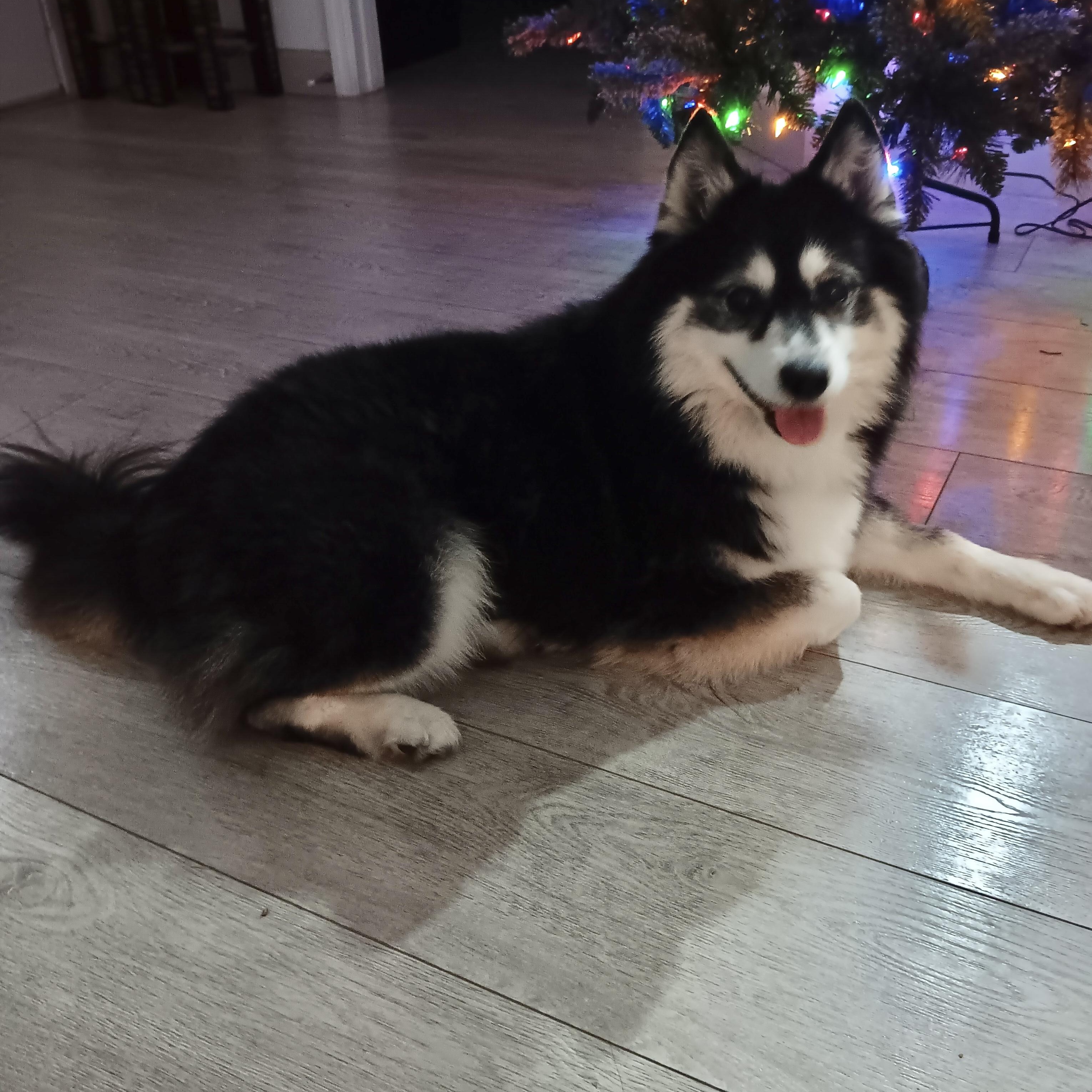 Chanel, ADOPTABLE, Adult Female Pomsky.