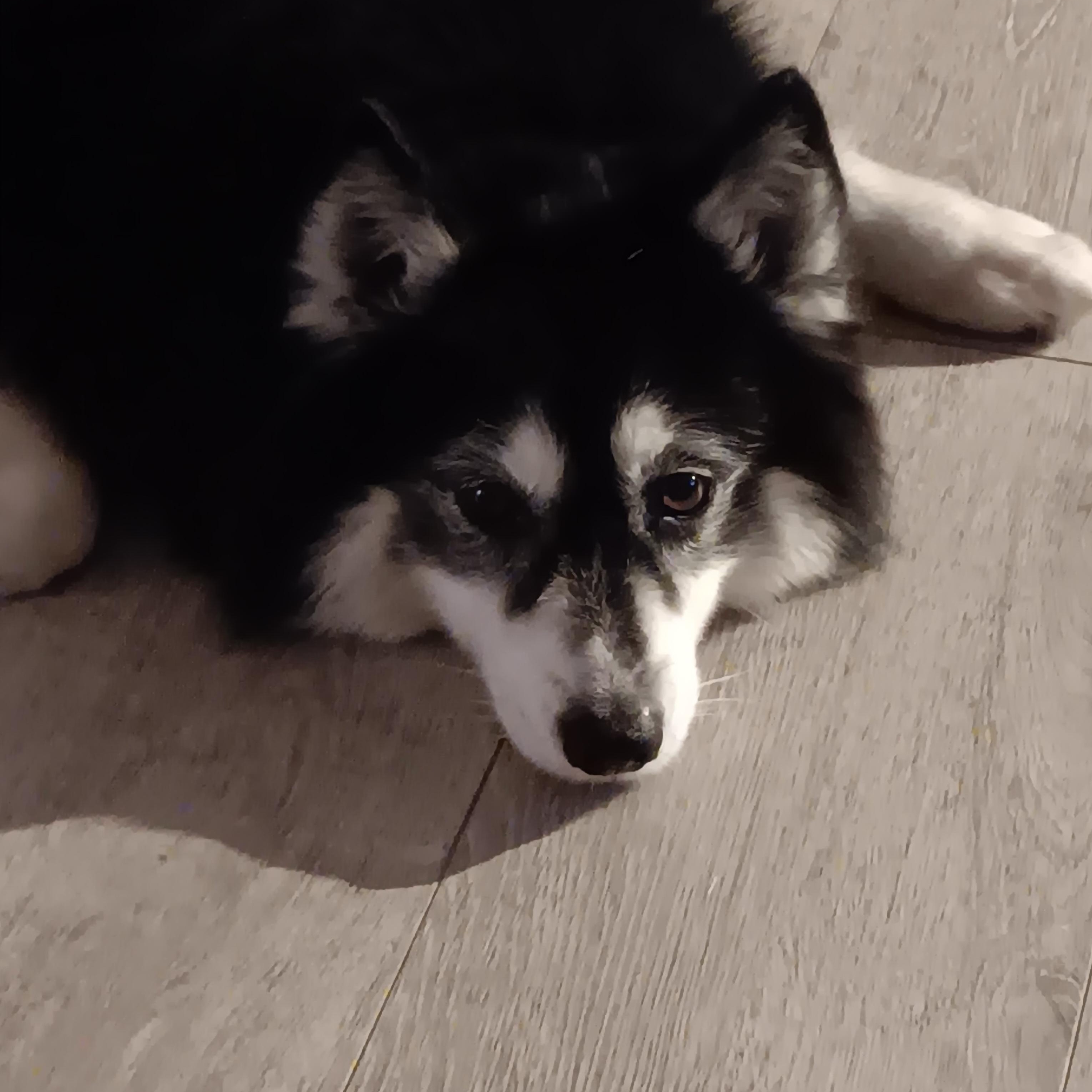 Chanel, a ADOPTABLE Pomsky in Bradenton, FL image 2/4