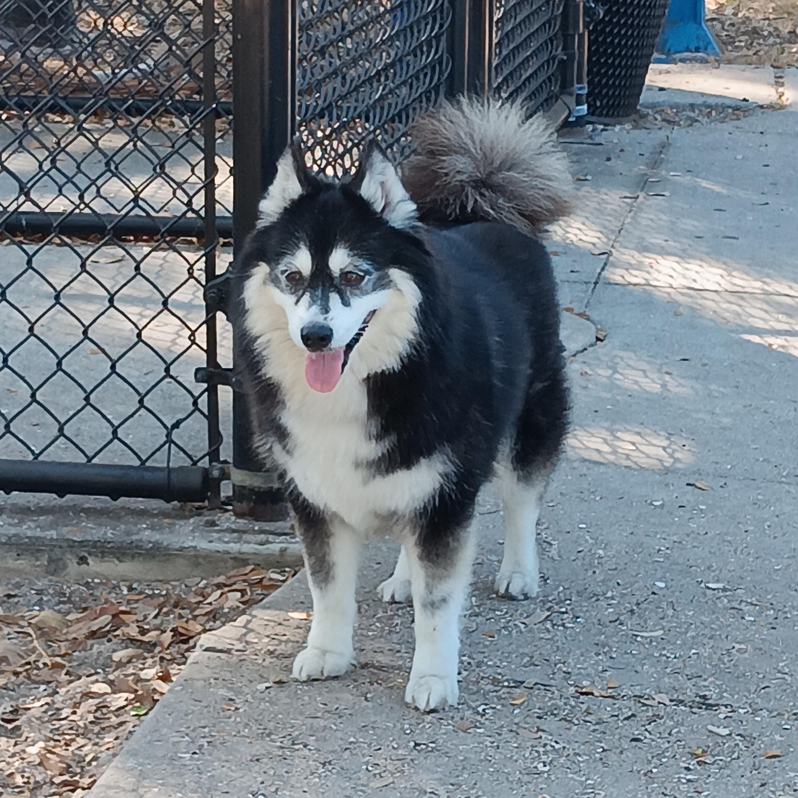 Chanel, a ADOPTABLE Pomsky in Bradenton, FL image 3/4