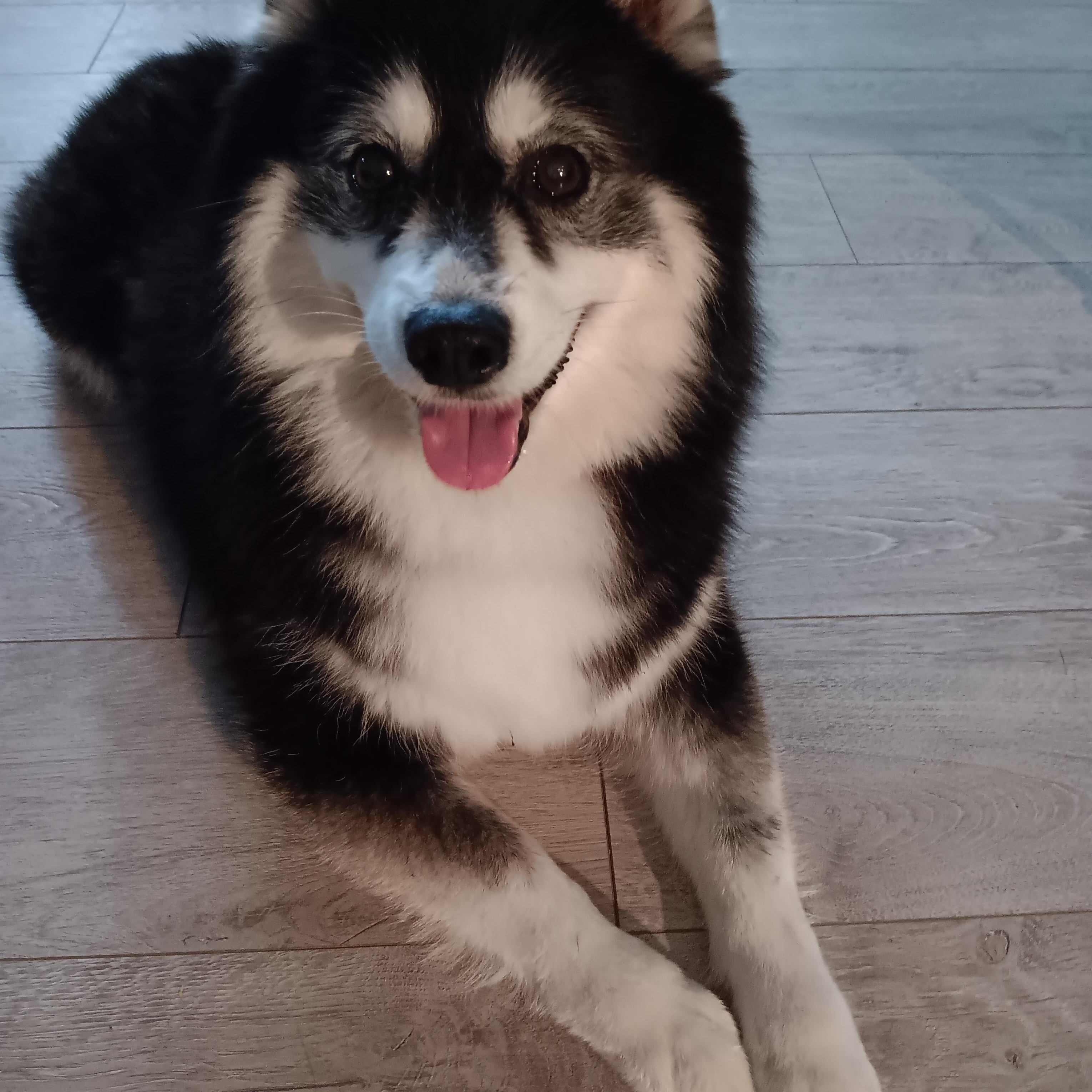 Chanel, a ADOPTABLE Pomsky in Bradenton, FL image 4/4