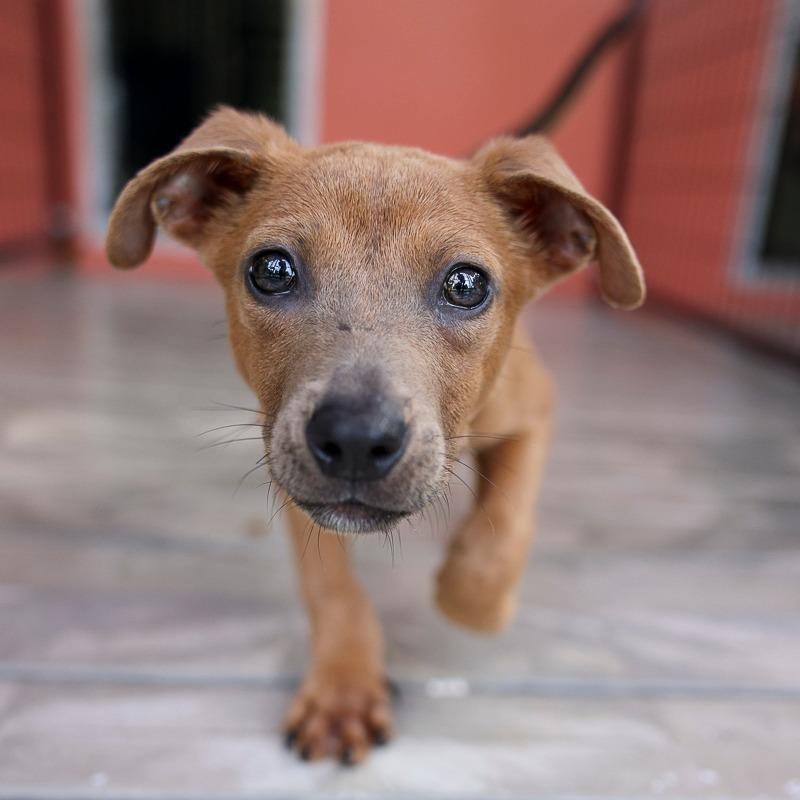 Enlarge Baker, a Adoptable Mixed Breed in Bradenton, FL image 1/1