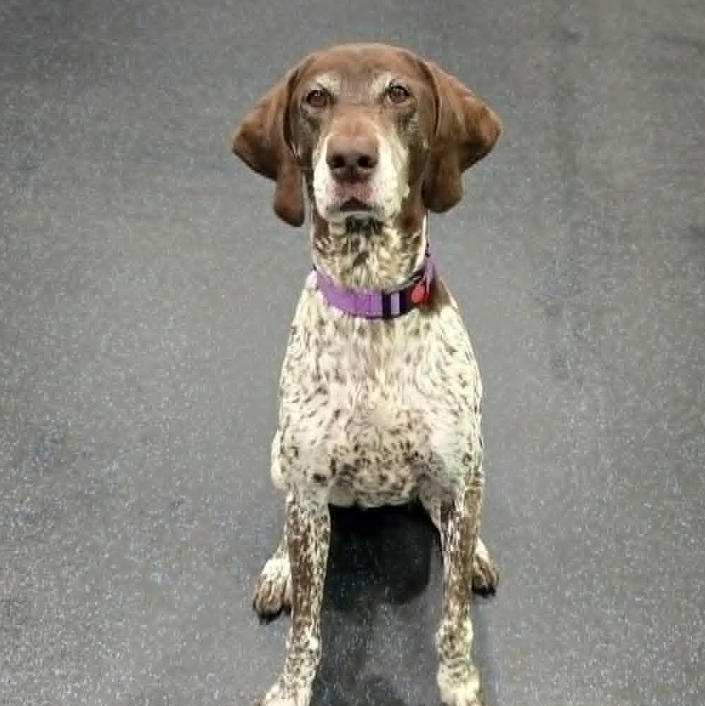 Brandy, ADOPTABLE, Senior Female German Shorthaired Pointer.