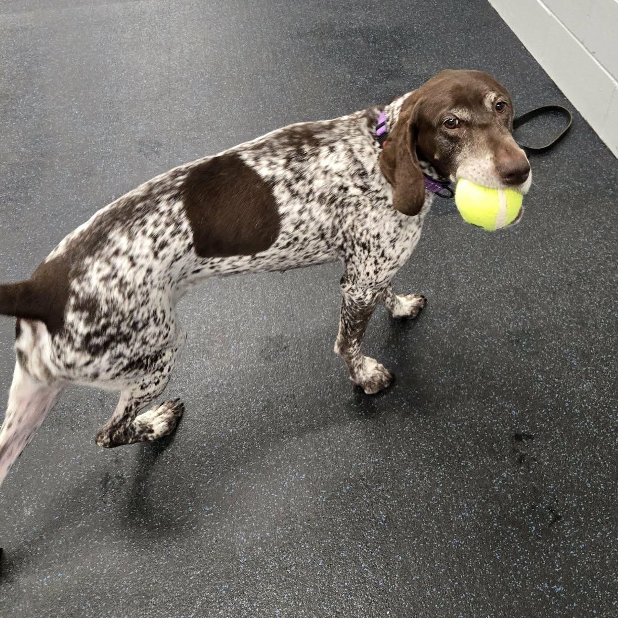 Brandy, a ADOPTABLE German Shorthaired Pointer in Watertown, WI image 3/3