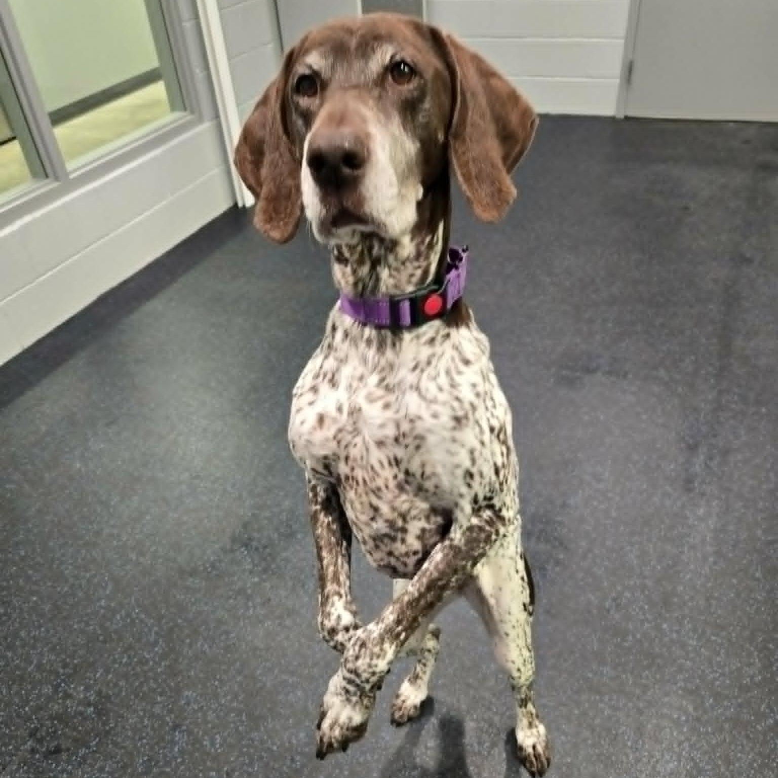 Brandy, a ADOPTABLE German Shorthaired Pointer in Watertown, WI image 2/3
