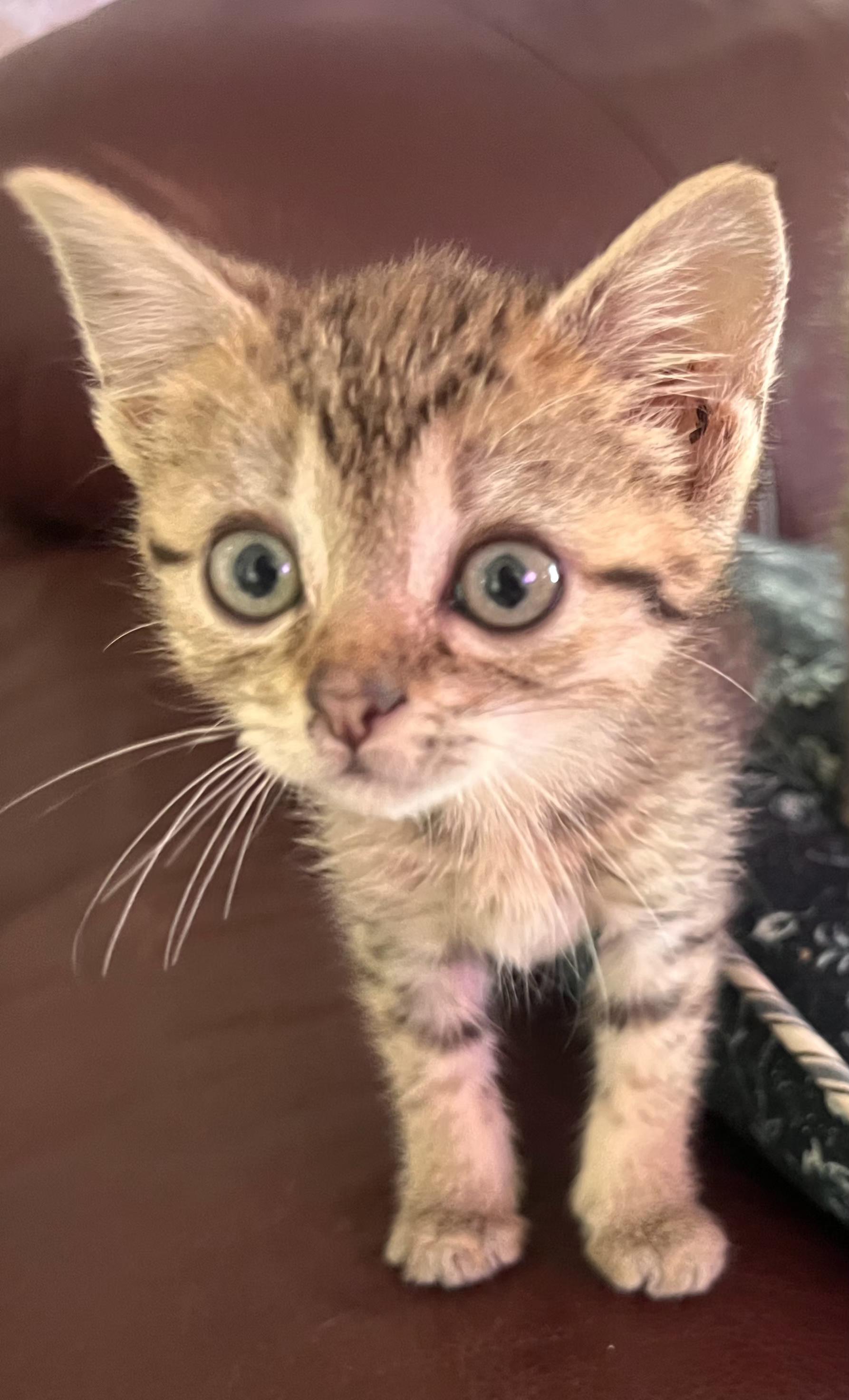 Nettie, Adoptable, Kitten Female Tabby.