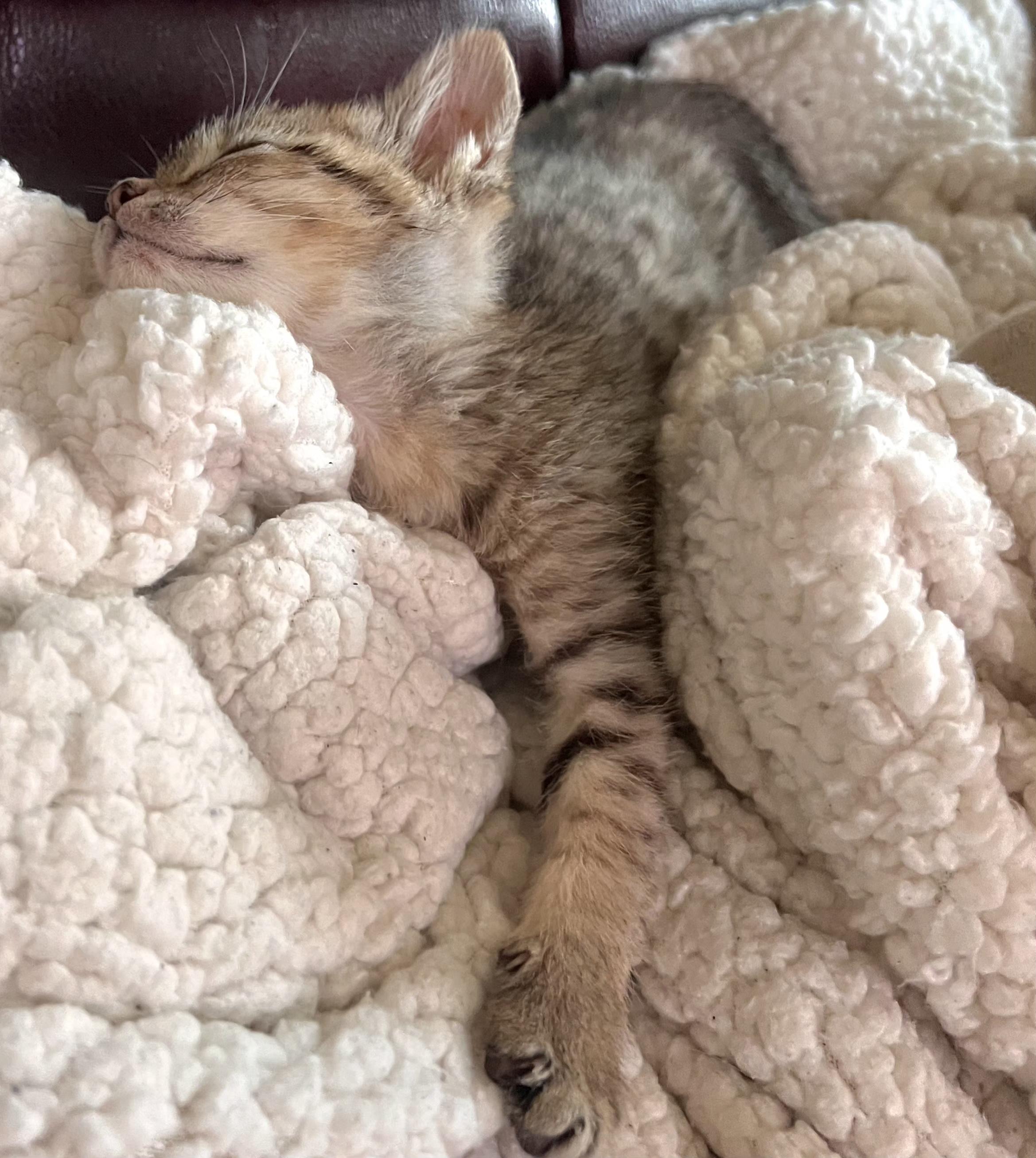 Nettie, a Adoptable Tabby in Springfield, OR image 2/6