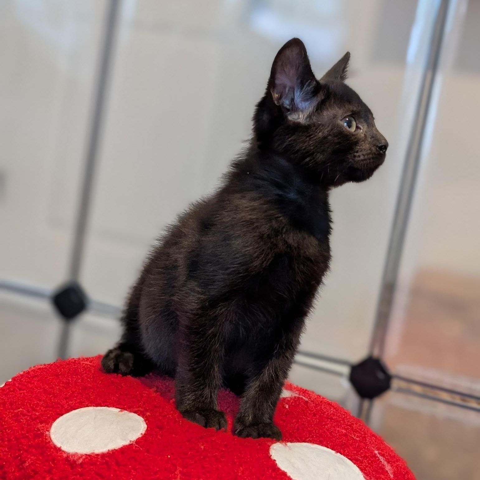 Honest, a ADOPTABLE Domestic Short Hair in Easley, SC image 3/3